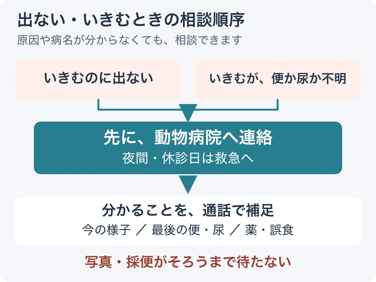 いきんでも出ない、便か尿か不明という状況から、先に動物病院へ連絡し、その後に分かる情報を補足する流れ。写真や採便は連絡の条件にしない