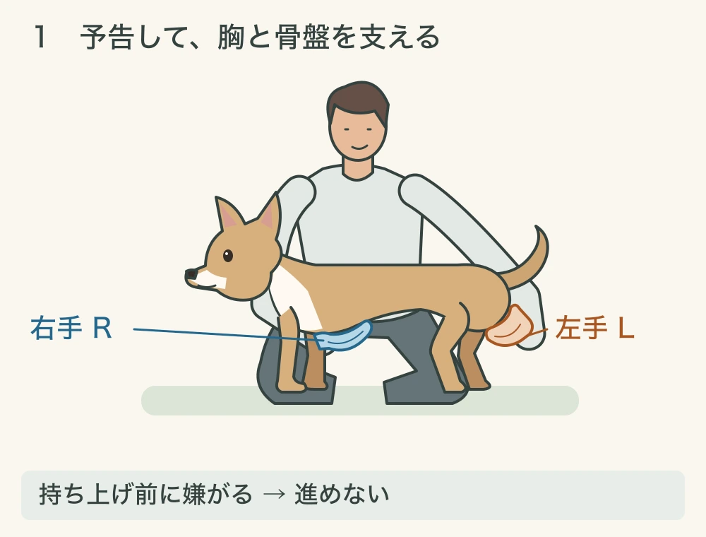 1コマ目。犬の四肢は床につき、大人の右手Rが胸、左手Lが骨盤側を下から支えている