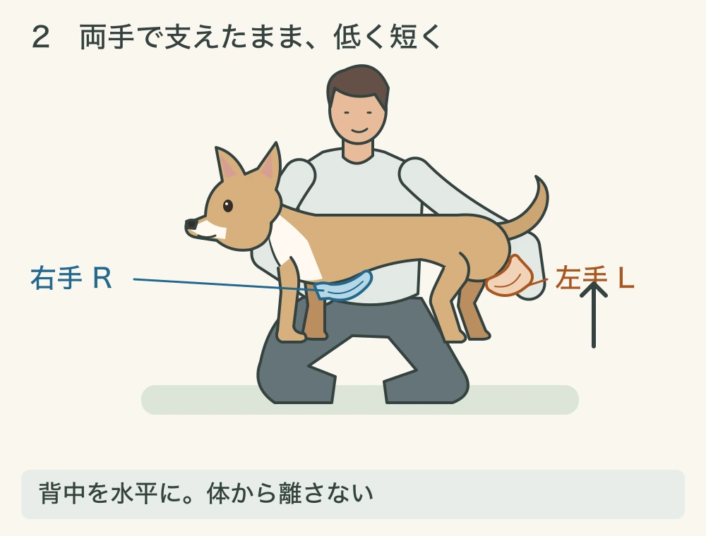 2コマ目。右手Rと左手Lの位置を変えず、背中を水平に保った犬の四肢が床から離れている