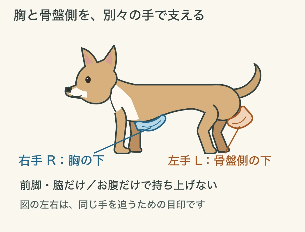 左向きの犬の胸の下に青い右手R、骨盤側の下に橙の左手Lを置いた拡大図