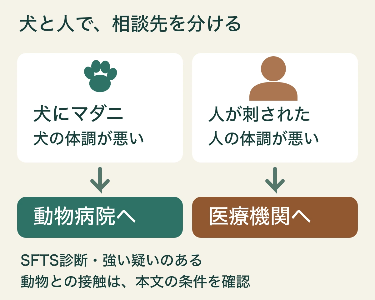 犬の付着や体調は動物病院へ、人の刺咬や体調は医療機関へ相談する。SFTS診断や強い疑いのある動物との接触は本文の条件を確認する